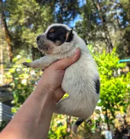 AKC Aspen, a male Australian Cattle Dog for sale in Penn Valley, CA – 2 of 9