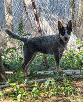 AKC Lillith, a female Australian Cattle Dog for sale in Penn Valley, CA – 2 of 2