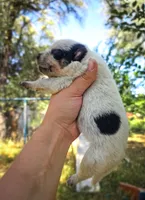 AKC Alder, a male Australian Cattle Dog for sale in Penn Valley, CA – 2 of 4