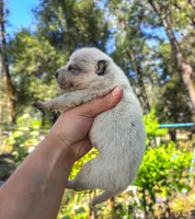AKC Cedar, a male Australian Cattle Dog for sale in Penn Valley, CA – 2 of 7