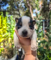 AKC Oak, a male Australian Cattle Dog for sale in Penn Valley, CA – 1 of 7