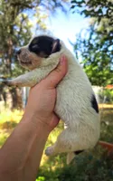AKC Aspen, a male Australian Cattle Dog for sale in Penn Valley, CA – 2 of 5