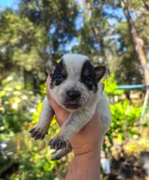 AKC Aspen, a male Australian Cattle Dog for sale in Penn Valley, CA – 1 of 9
