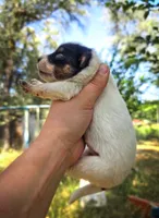AKC Daisy, a female Australian Cattle Dog for sale in Penn Valley, CA – 2 of 5