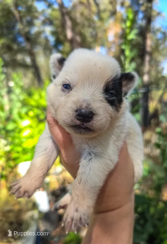 AKC Lily – Australian Cattle Dog puppy for sale in Penn Valley, CA