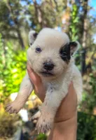AKC Lily, a female Australian Cattle Dog for sale in Penn Valley, CA – 1 of 7