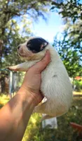 AKC Oak, a male Australian Cattle Dog for sale in Penn Valley, CA – 3 of 4