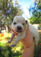 AKC Cedar, a male Australian Cattle Dog for sale in Penn Valley, CA – 4 of 7