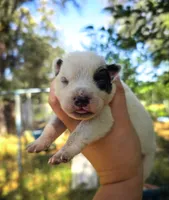 AKC Lily, a female Australian Cattle Dog for sale in Penn Valley, CA – 4 of 7