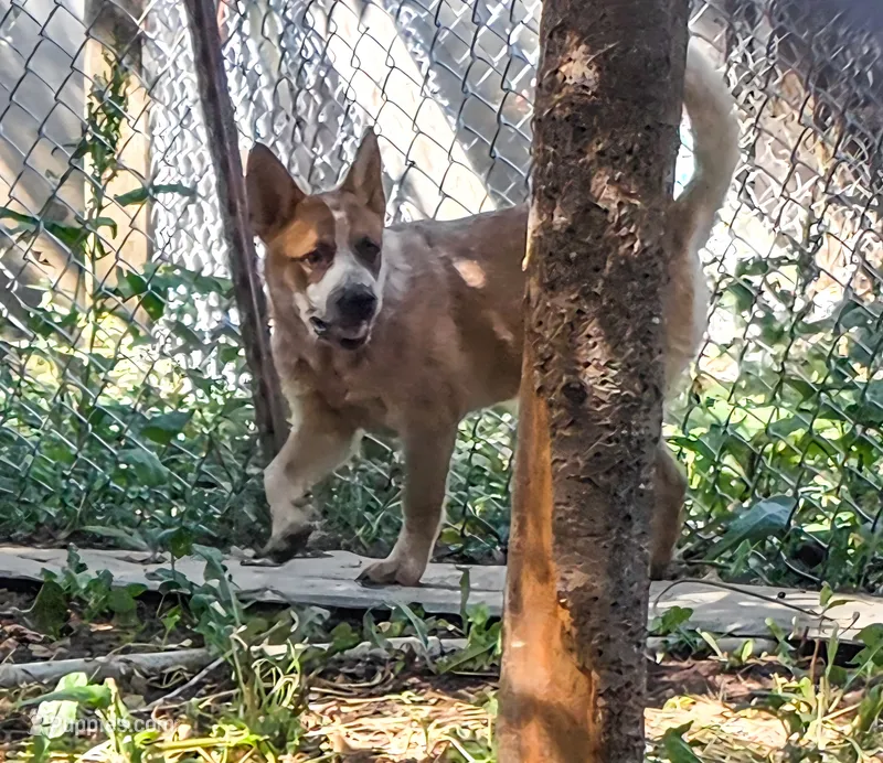 AKC Rusty – Australian Cattle Dog puppy for sale in Penn Valley, CA