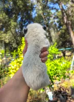 AKC Ivy, a female Australian Cattle Dog for sale in Penn Valley, CA – 3 of 7