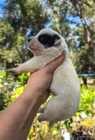AKC Lily, a female Australian Cattle Dog for sale in Penn Valley, CA – 2 of 7
