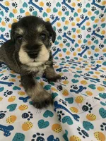Haus, a male Miniature Schnauzer for sale in Cullman, AL – 4 of 4