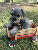 Yellow, a male Miniature Schnauzer for sale in Cullman, AL – 3 of 5