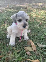 Dolly, a female Miniature Schnauzer for sale in Cullman, AL – 6 of 9