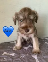 Axle , a male Miniature Schnauzer for sale in Cullman, AL – Photo 2 of 4