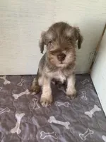 Axle , a male Miniature Schnauzer for sale in Cullman, AL – Photo 3 of 4