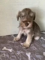 Axle , a male Miniature Schnauzer for sale in Cullman, AL – Photo 4 of 4