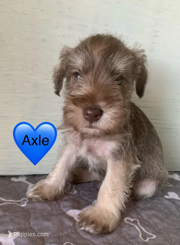 Axle  – Miniature Schnauzer puppy for sale in Cullman, AL