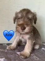 Axle , a male Miniature Schnauzer for sale in Cullman, AL – Photo 1 of 4
