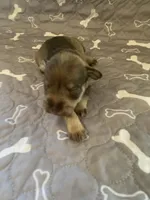 Bama, a female Miniature Schnauzer for sale in Cullman, AL – Photo 4 of 4