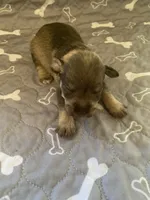 Bama, a female Miniature Schnauzer for sale in Cullman, AL – Photo 2 of 4