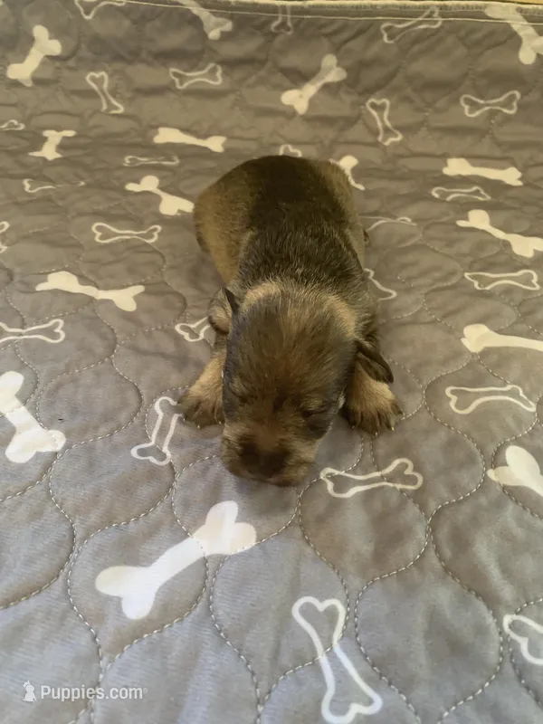 Bama – Miniature Schnauzer puppy for sale in Cullman, AL