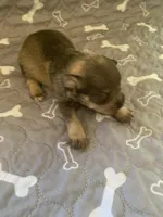 Bama, a female Miniature Schnauzer for sale in Cullman, AL – Photo 3 of 4