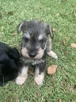 Heidi, a female Miniature Schnauzer for sale in Cullman, AL – 4 of 5