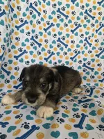 Dolly, a female Miniature Schnauzer for sale in Cullman, AL – 2 of 6