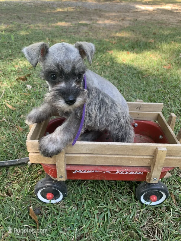 Purple – Miniature Schnauzer puppy for sale in Cullman, AL