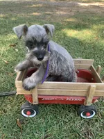 Purple, a female Miniature Schnauzer for sale in Cullman, AL – 1 of 7