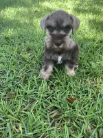 Abby, a female Miniature Schnauzer for sale in Cullman, AL – 2 of 8
