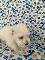 Allie, a female Miniature Schnauzer for sale in Cullman, AL – 2 of 5