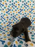 Hershey, a male Miniature Schnauzer for sale in Cullman, AL – 4 of 6