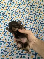 Reba, a female Miniature Schnauzer for sale in Cullman, AL – 6 of 6