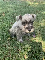 Purple, a female Miniature Schnauzer for sale in Cullman, AL – 3 of 7