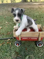 Green, a male Miniature Schnauzer for sale in Cullman, AL – 2 of 5