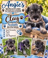 Clay, a male Miniature Schnauzer for sale in Cullman, AL – 6 of 7