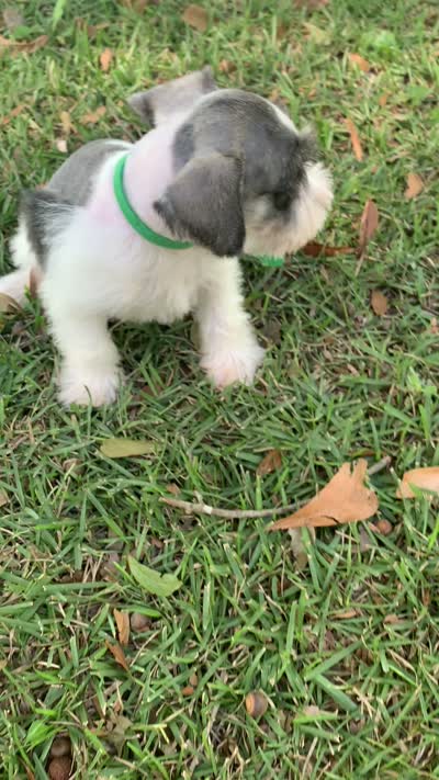 Green, a male Miniature Schnauzer for sale in Cullman, AL – 4 of 5