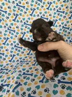 June , a female Miniature Schnauzer for sale in Cullman, AL – 1 of 5