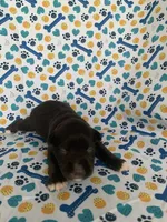 Hershey, a male Miniature Schnauzer for sale in Cullman, AL – 6 of 6