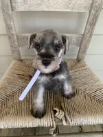 Ellie, a female Miniature Schnauzer for sale in Cullman, AL – 2 of 7