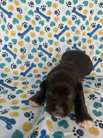 Hershey, a male Miniature Schnauzer for sale in Cullman, AL – 5 of 6