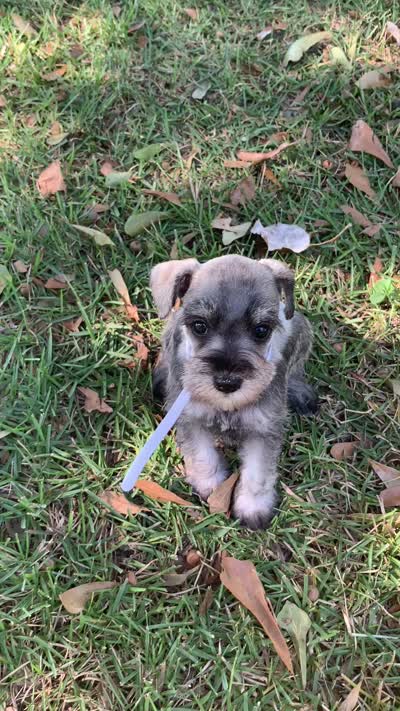 Ellie, a female Miniature Schnauzer for sale in Cullman, AL – 7 of 7