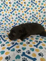 Hershey, a male Miniature Schnauzer for sale in Cullman, AL – 2 of 6