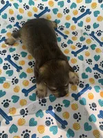 Reba, a female Miniature Schnauzer for sale in Cullman, AL – 4 of 6