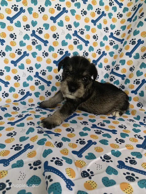 Ellie – Miniature Schnauzer puppy for sale in Cullman, AL