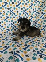 Ellie, a female Miniature Schnauzer for sale in Cullman, AL – 1 of 5