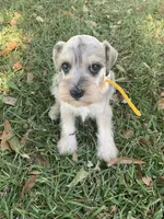 Minnie, a female Miniature Schnauzer for sale in Cullman, AL – 2 of 5